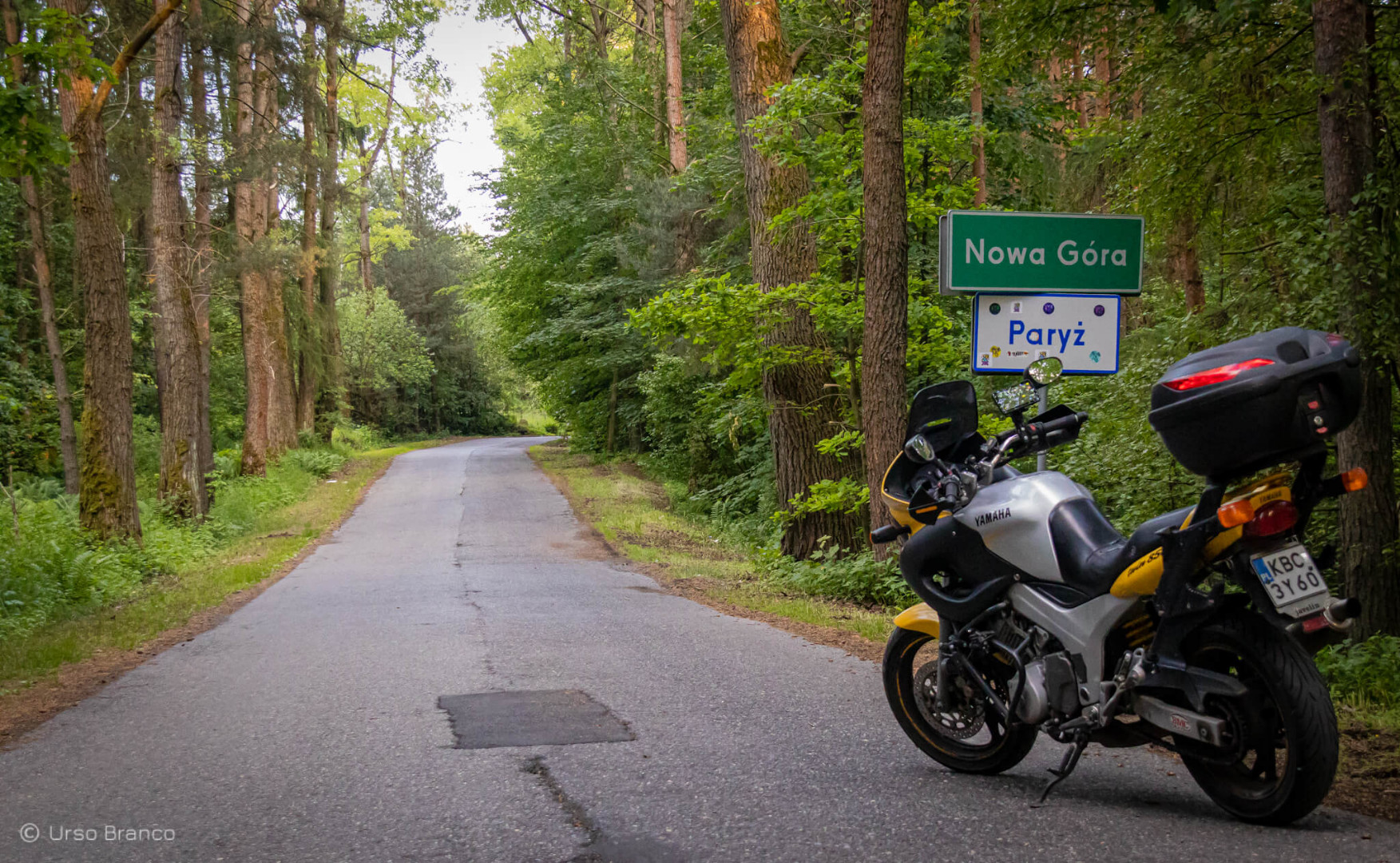 Niedźwiedź w Paryżu